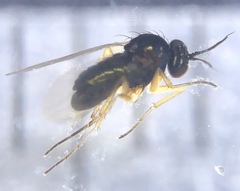 Rhaphium