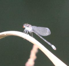Pseudagrion commoniae