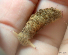 Plakobranchus ocellatus