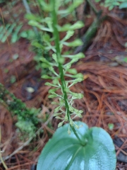 Malaxis maianthemifolia