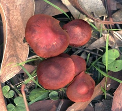 Cortinarius kula