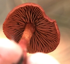 Cortinarius kula