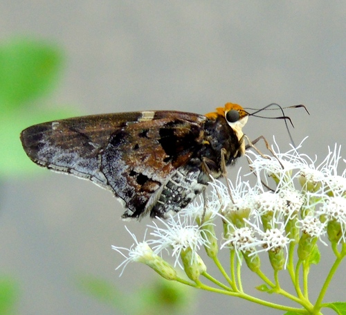 Mercurial Skipper
