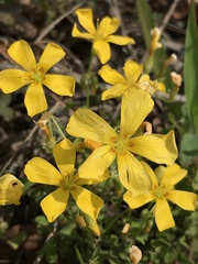 Oxalis texana