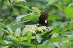 Papilio castor formosanus