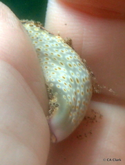 Plakobranchus ocellatus