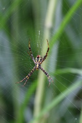 Argiope aetheroides