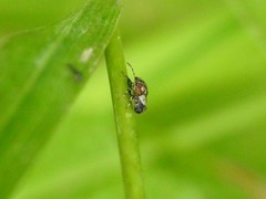 Phlegyas abbreviatus