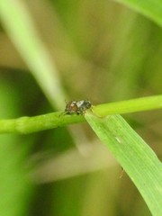 Phlegyas abbreviatus