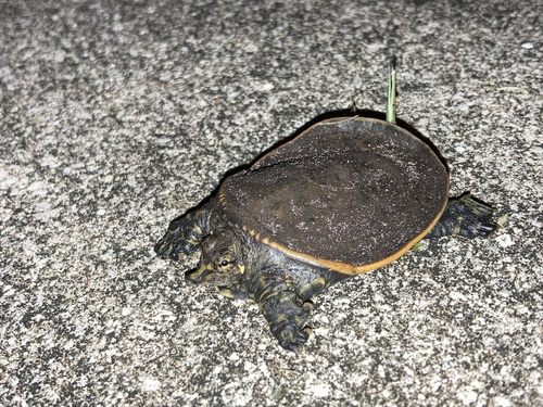 Florida Softshell Turtle, Apalone ferox