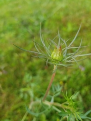 Geranium incanum