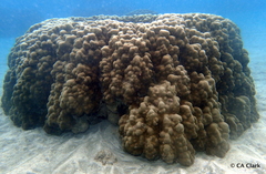 Porites evermanni