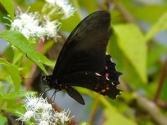 Heraclides rogeri pharnaces