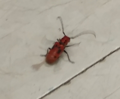 Tetraopes tetrophthalmus