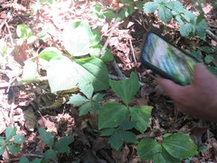 Trillium recurvatum