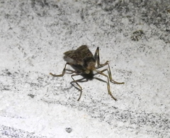 Boreothrinax maculipennis