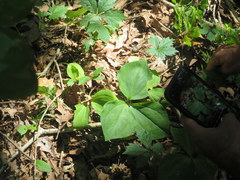 Trillium recurvatum