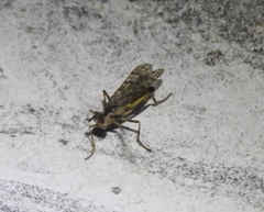 Boreothrinax maculipennis