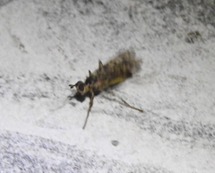 Boreothrinax maculipennis