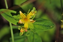 Hypericum ellipticum