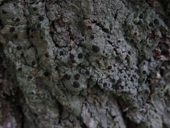 Tephromelataceae