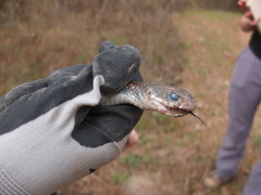 Coluber constrictor anthicus