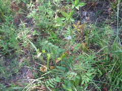 Tephrosia spicata
