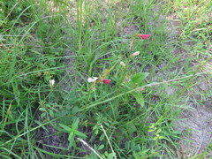 Tephrosia spicata