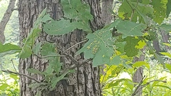 Neuroterus saltarius
