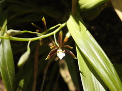 Prosthechea squalida
