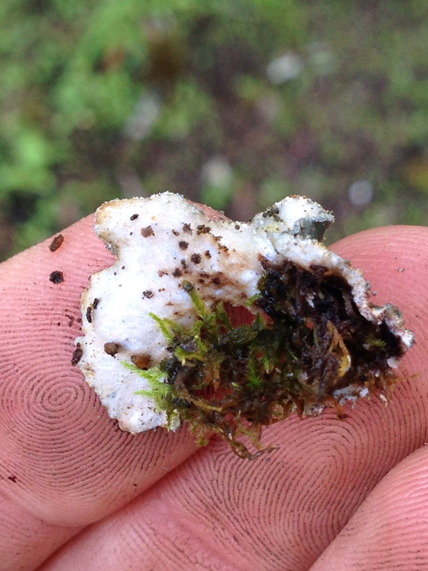 Peltigera image