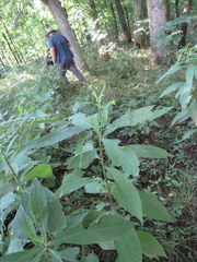 Verbesina alternifolia