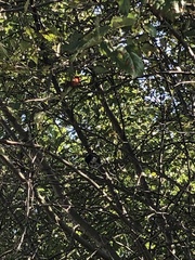 Cardinalis cardinalis