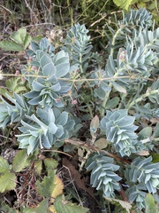 Linaria dalmatica dalmatica