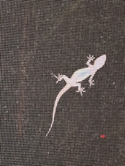 Hemidactylus turcicus