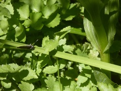 Satyrium tetra