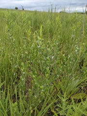 Symphyotrichum sericeum