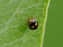 Brachiacantha uteella