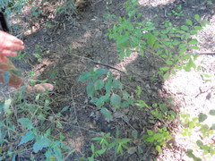 Dicliptera brachiata