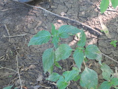 Dicliptera brachiata