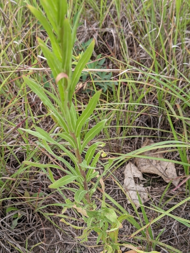 Image of Oenothera clelandii by (c) Ethan Rose, some rights reserved (CC BY)