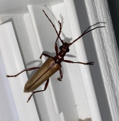 Centrodera decolorata