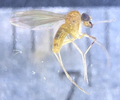 Xanthochlorus