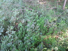 Desmodium cuspidatum