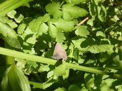 Satyrium tetra