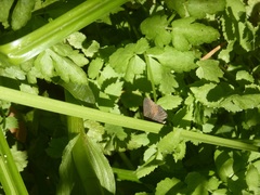 Satyrium tetra