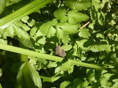 Satyrium tetra