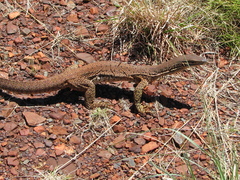 Varanus panoptes rubidus