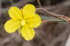 Hibbertia conspicua