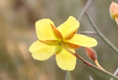 Hibbertia conspicua